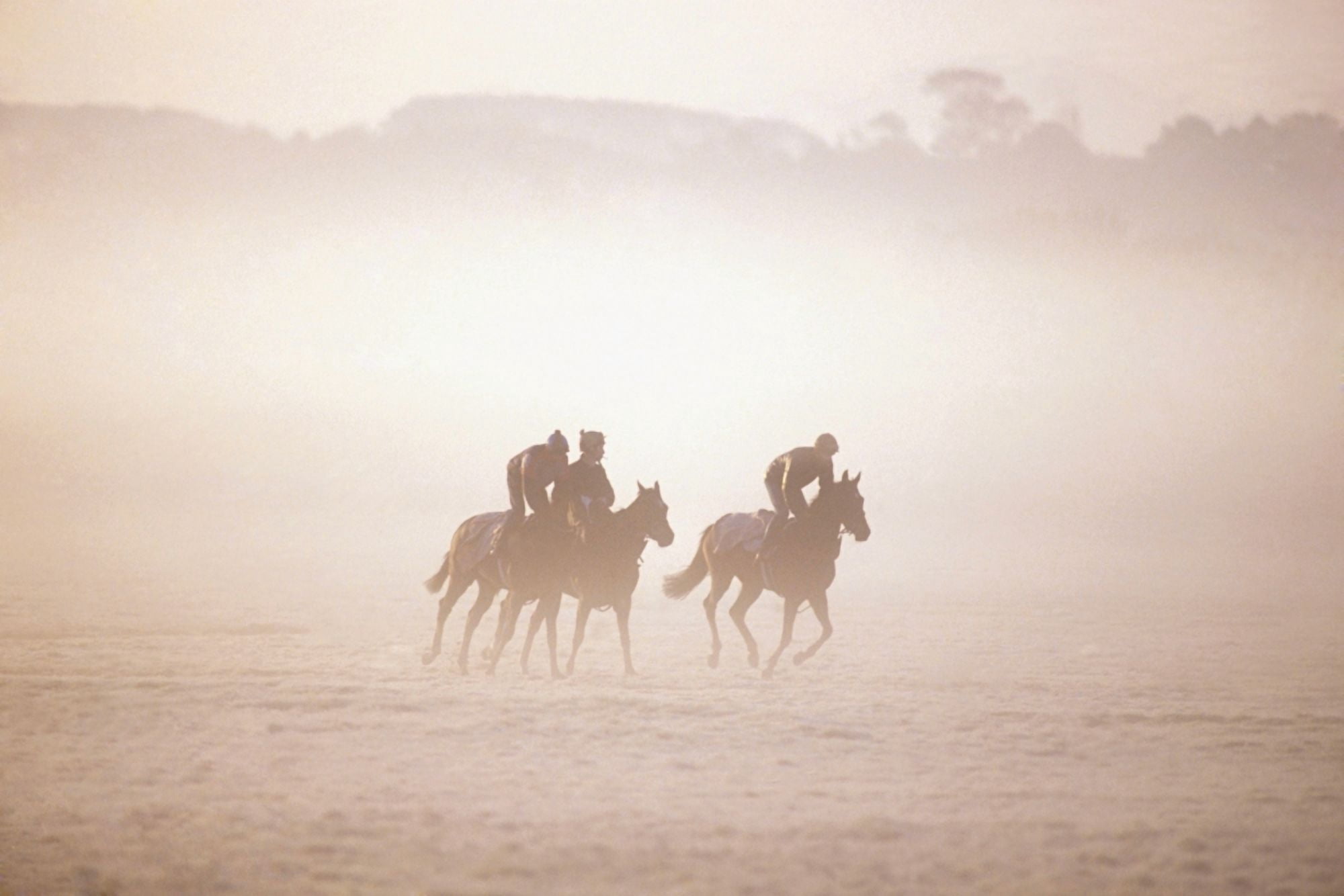 Thoroughbred Horses In Training Curragh Co Kildare Ireland Canvas Art - The Irish Image Collection Design Pics (18 x 12)