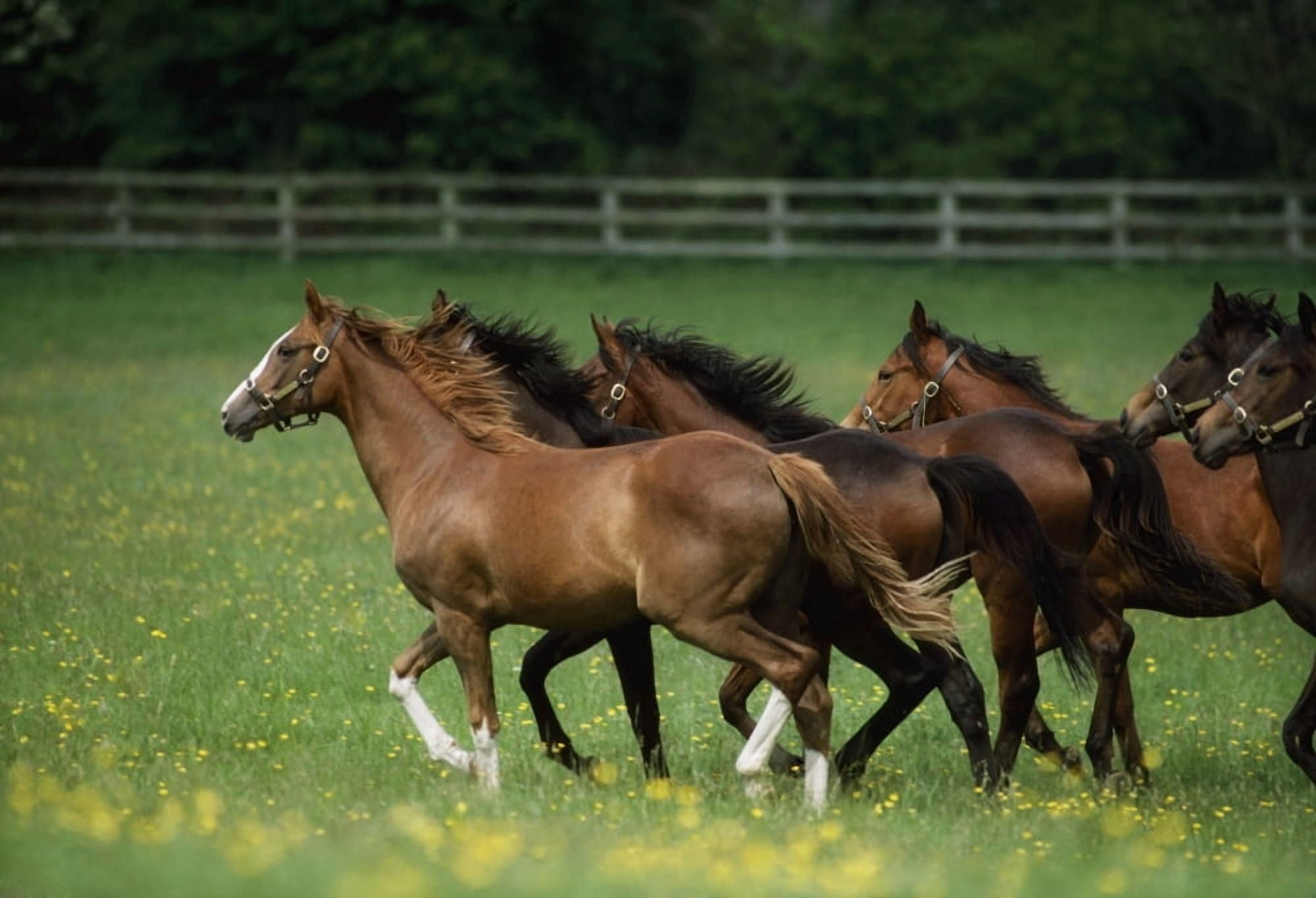 Thoroughbred Horses Ireland Canvas Art - The Irish Image Collection Design Pics (36 x 24)