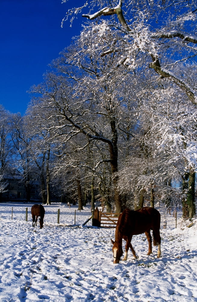 Thoroughbred Horses Mares In Snow Ireland Canvas Art - The Irish Image Collection Design Pics (12 x 18)