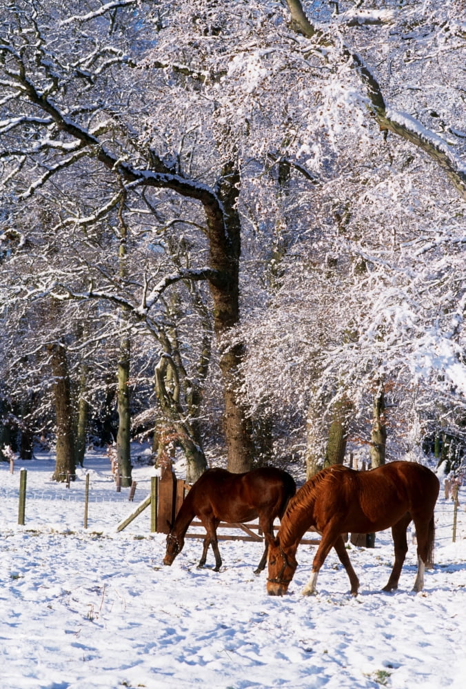Thoroughbred Horses Mares In Snow Ireland Canvas Art - The Irish Image Collection  Design Pics (24 x 36)