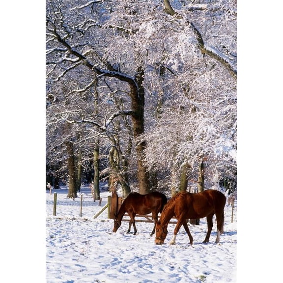 Thoroughbred Horses Mares in Snow Ireland Poster Print by The Irish Image Collection, 12 x 18