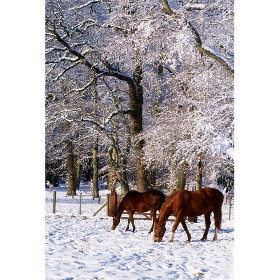 Thoroughbred Horses Mares in Snow Ireland Poster Print by The Irish Image Collection, 24 x 36 - Large