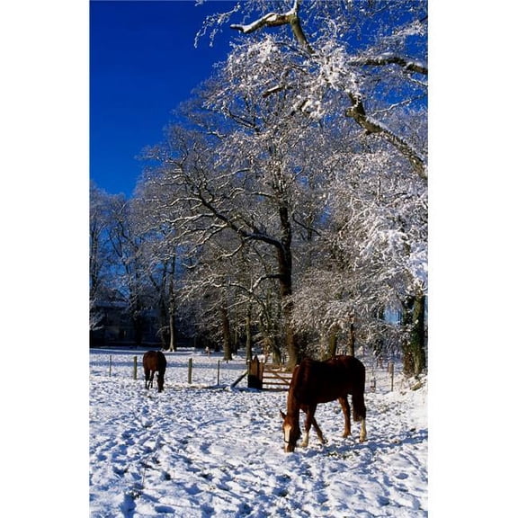 Thoroughbred Horses Mares in Snow Ireland Poster Print by The Irish Image Collection, 24 x 36 - Large