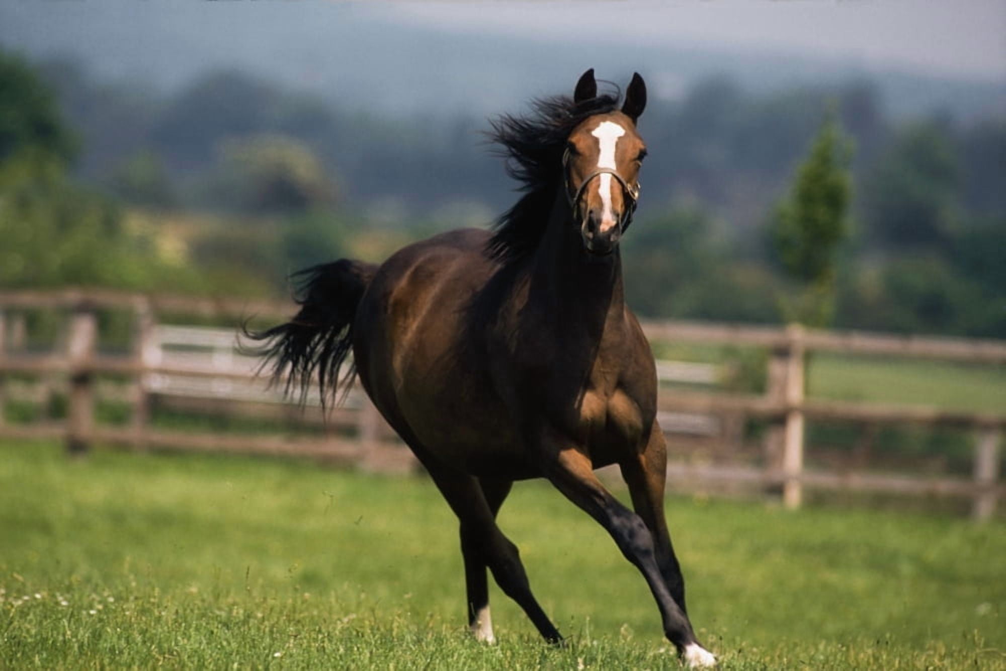 Thoroughbred Horses Yearlings Canvas Art - The Irish Image Collection Design Pics (18 x 12)