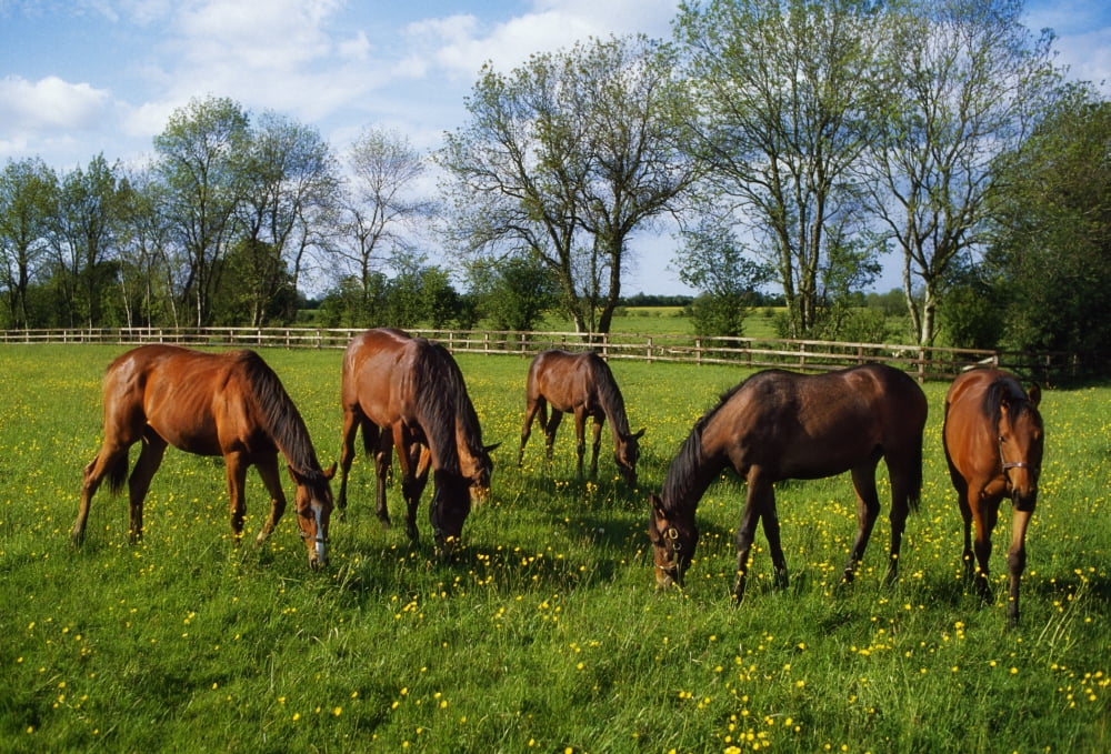 Thoroughbred Horses Yearlings Ireland Canvas Art - The Irish Image Collection Design Pics (18 x 12)