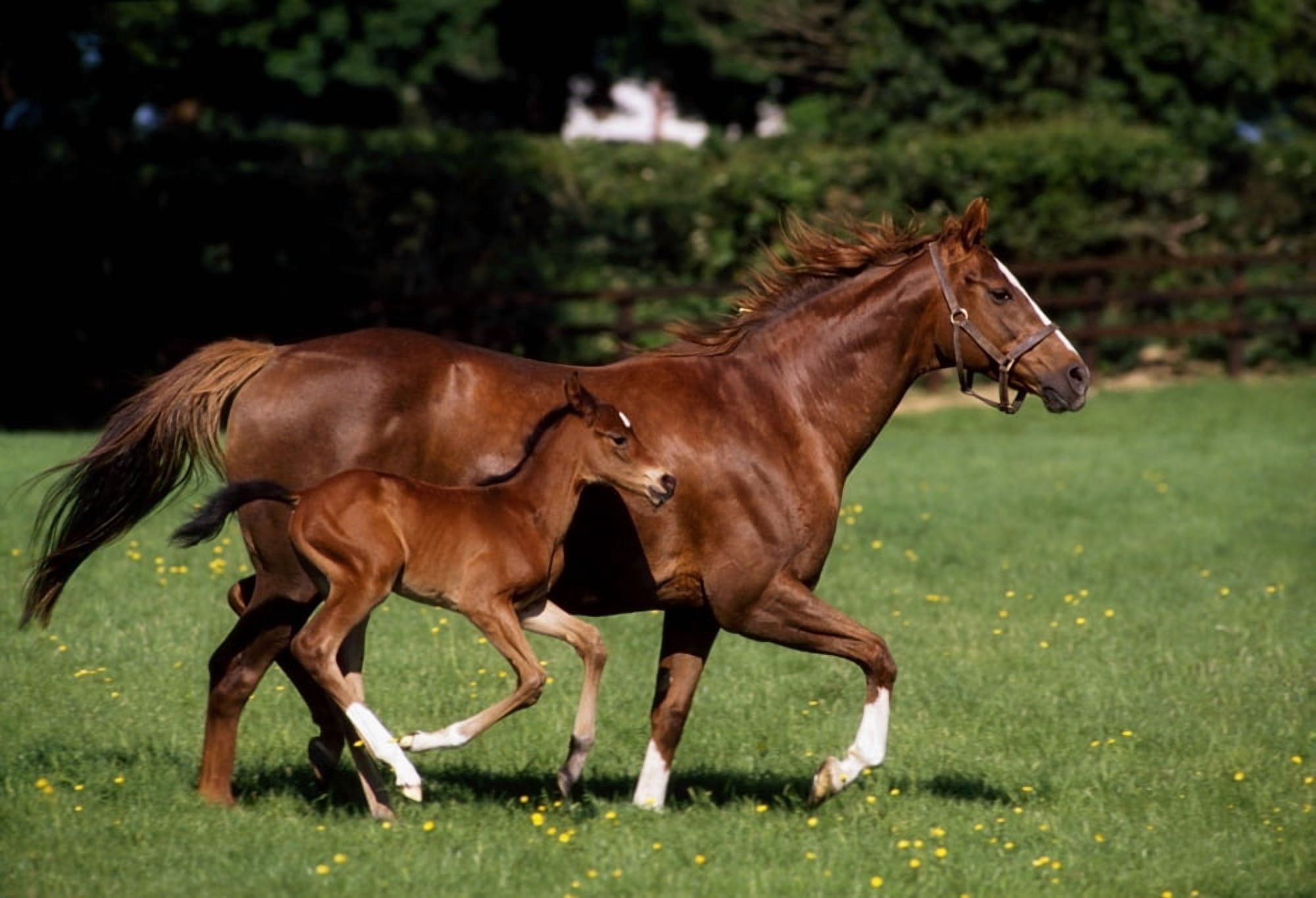 Thoroughbred Mare And Foal Galloping Ireland Canvas Art - The Irish Image Collection Design Pics (18 x 12)