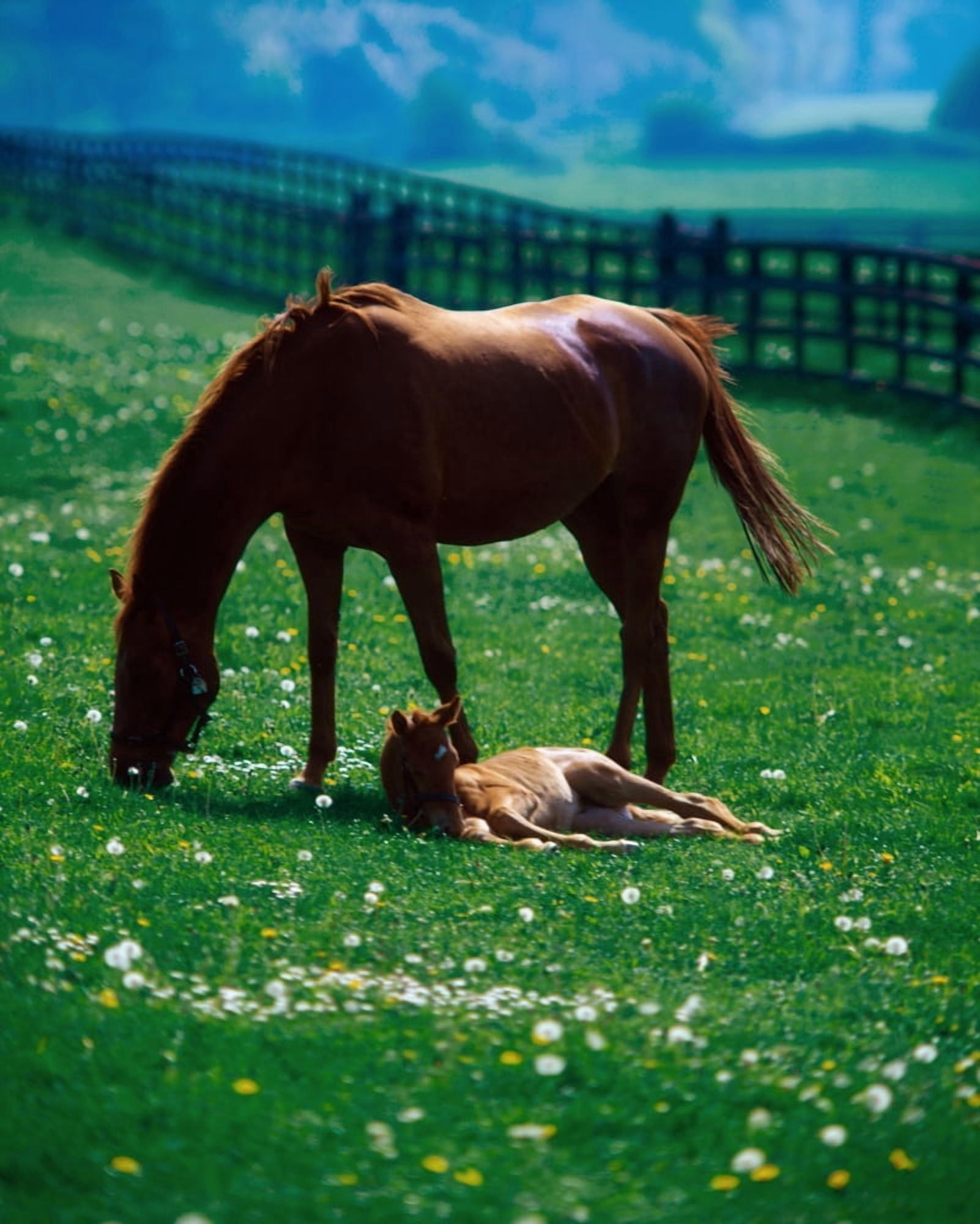 Thoroughbred Mare And Foal Ireland Canvas Art - The Irish Image Collection Design Pics (13 x 17)