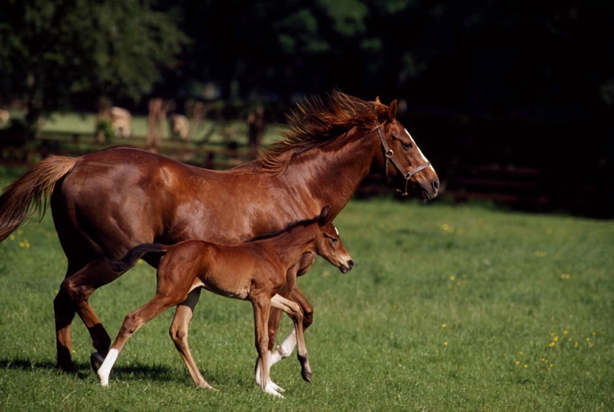 Thoroughbred Mare & Foal Ireland Canvas Art - The Irish Image Collection Design Pics (18 x 12)