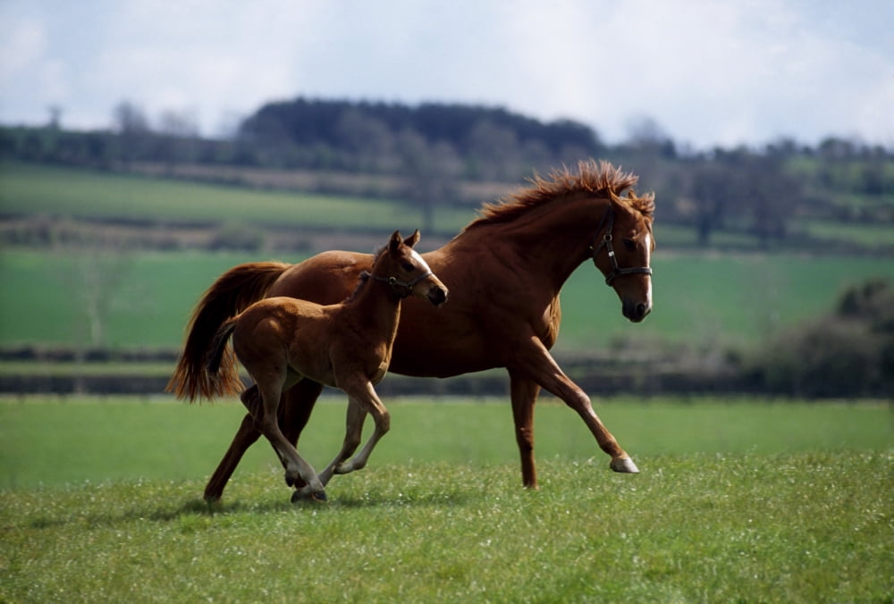 Thoroughbred Mare & Foal Ireland Canvas Art - The Irish Image Collection Design Pics (36 x 24)