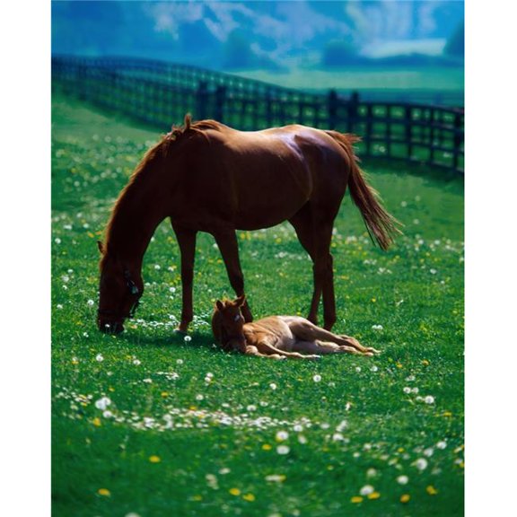 Thoroughbred Mare & Foal Ireland Poster Print by The Irish Image Collection, 26 x 34 - Large