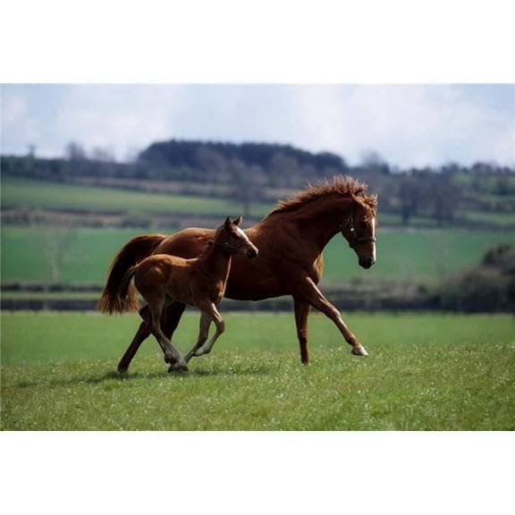 Thoroughbred Mare & Foal Ireland Poster Print by The Irish Image Collection, 36 x 24 - Large