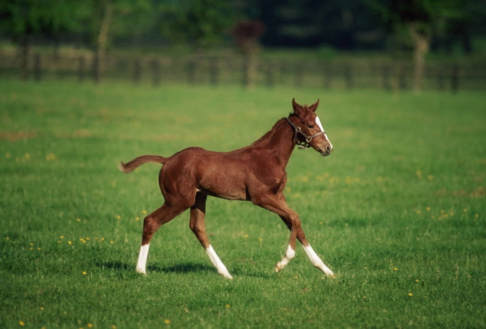 Thoroughbred Mare National Stud Kildare Town Ireland Canvas Art - The Irish Image Collection Design Pics (36 x 24)