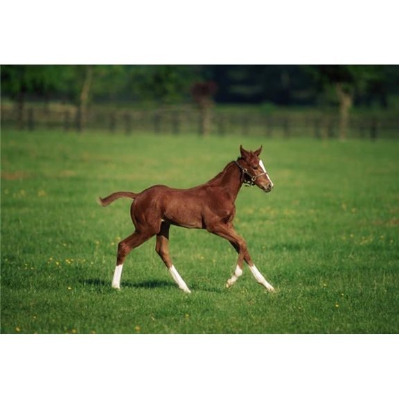 Thoroughbred Mare National Stud Kildare Town Ireland Poster Print by The Irish Image Collection - 36 x 24 - Large
