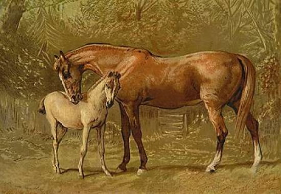 Thoroughbred Mare and Foal 1900 Canvas Art - Samuel Sidney (12 x 18)