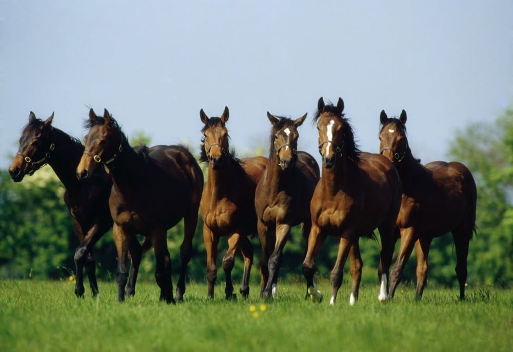 Thoroughbred Yearlings Co Meath Ireland Canvas Art - The Irish Image Collection Design Pics (36 x 24)