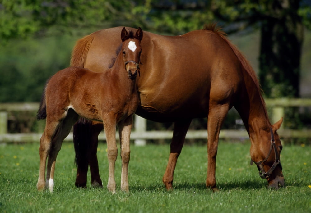 Thoroughbreds Mare & Foal Ireland Canvas Art - The Irish Image Collection Design Pics (18 x 12)