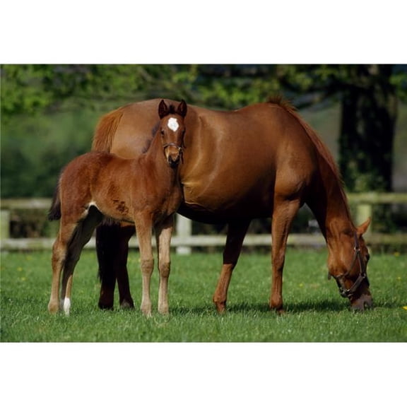 Thoroughbreds Mare & Foal Ireland Poster Print by The Irish Image Collection, 36 x 24 - Large
