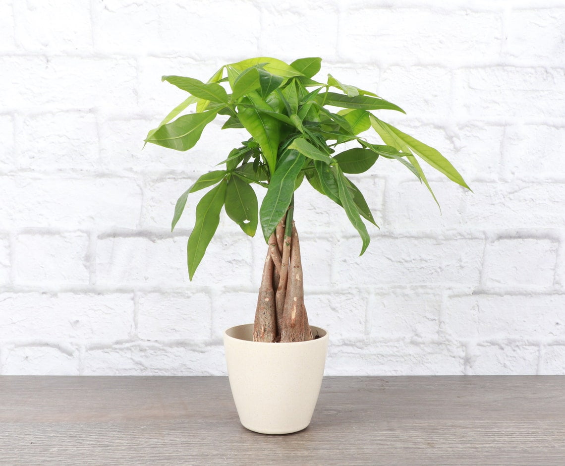 Live Money Tree Plant - 4" Eco Pot - Natural - Walmart.com