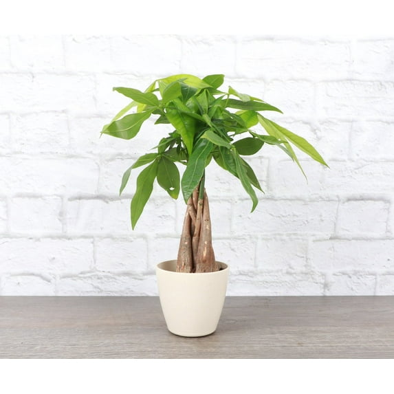 Live Money Tree Plant - 4" Eco Pot - Natural