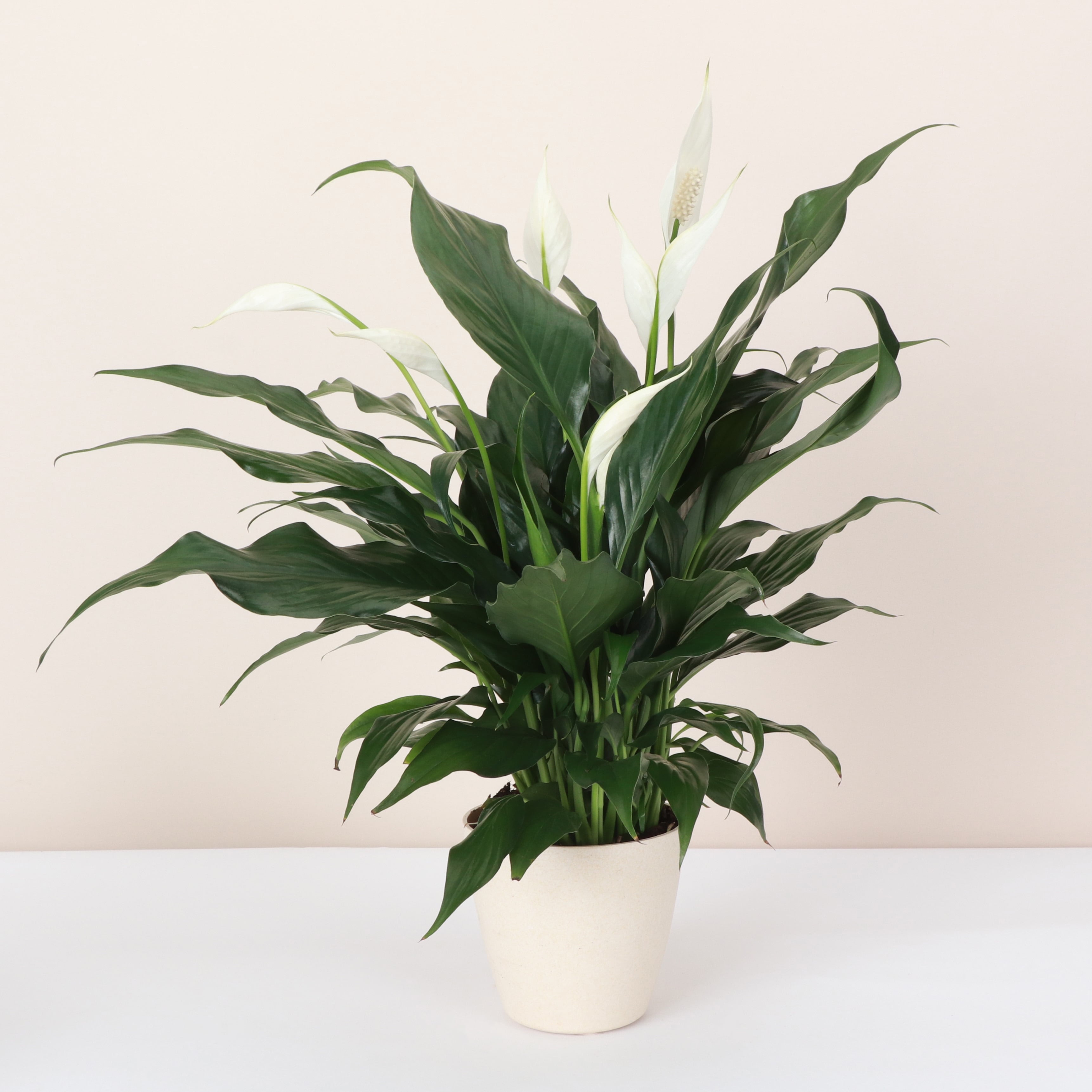Live Peace Lily Plant - 4" Decorative Eco Pot - Natural