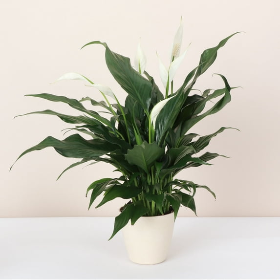 Live Peace Lily Plant - 4" Decorative Eco Pot - Natural