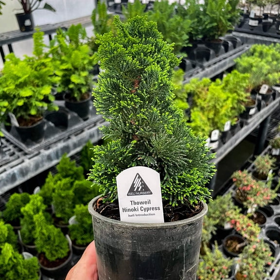 Thoweil Hinoki Cypress, Live Plant, 4" Growers Pot