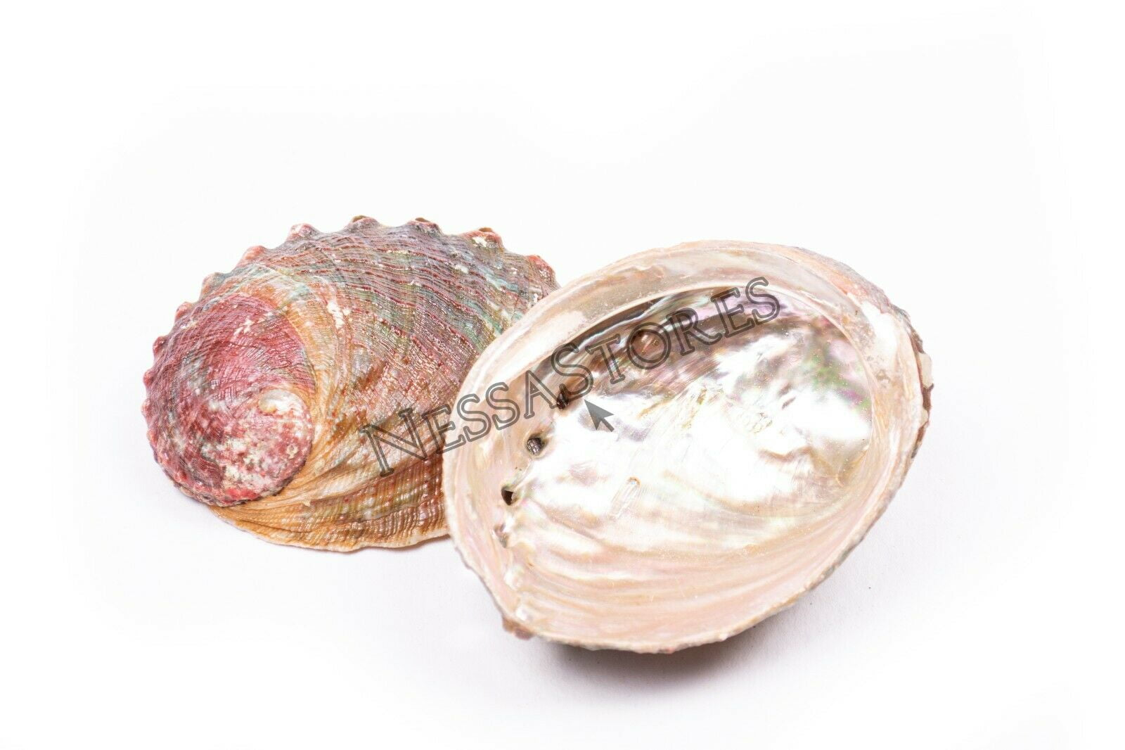 Threaded Abalone Sea Shell One Side Polished Beach Craft 4