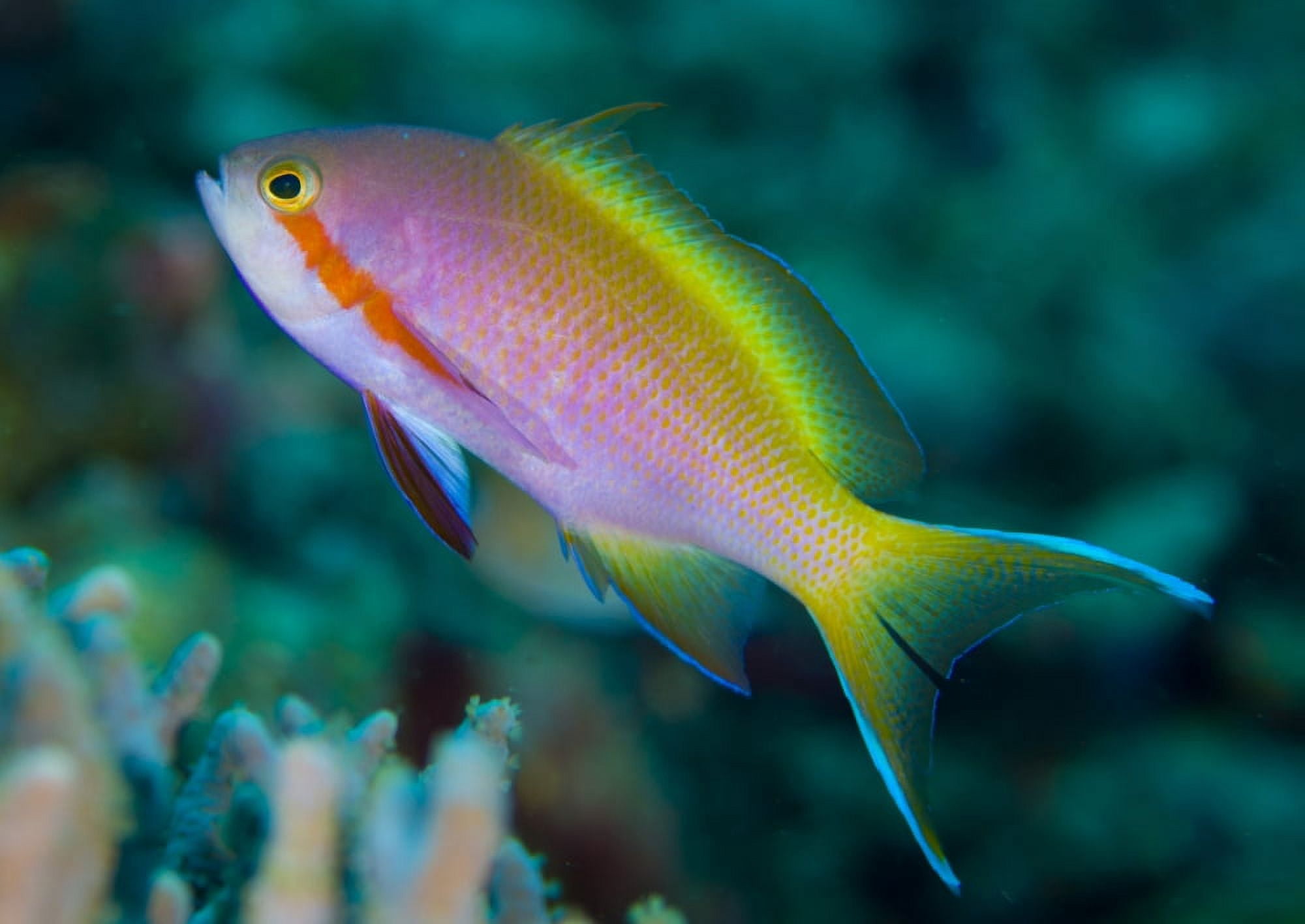 Threadfin anthias swimming near reef Canvas Art - Steve JonesStocktrek Images (17 x 12)