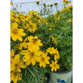 Threadleaf Tickseed