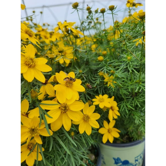 Threadleaf Tickseed