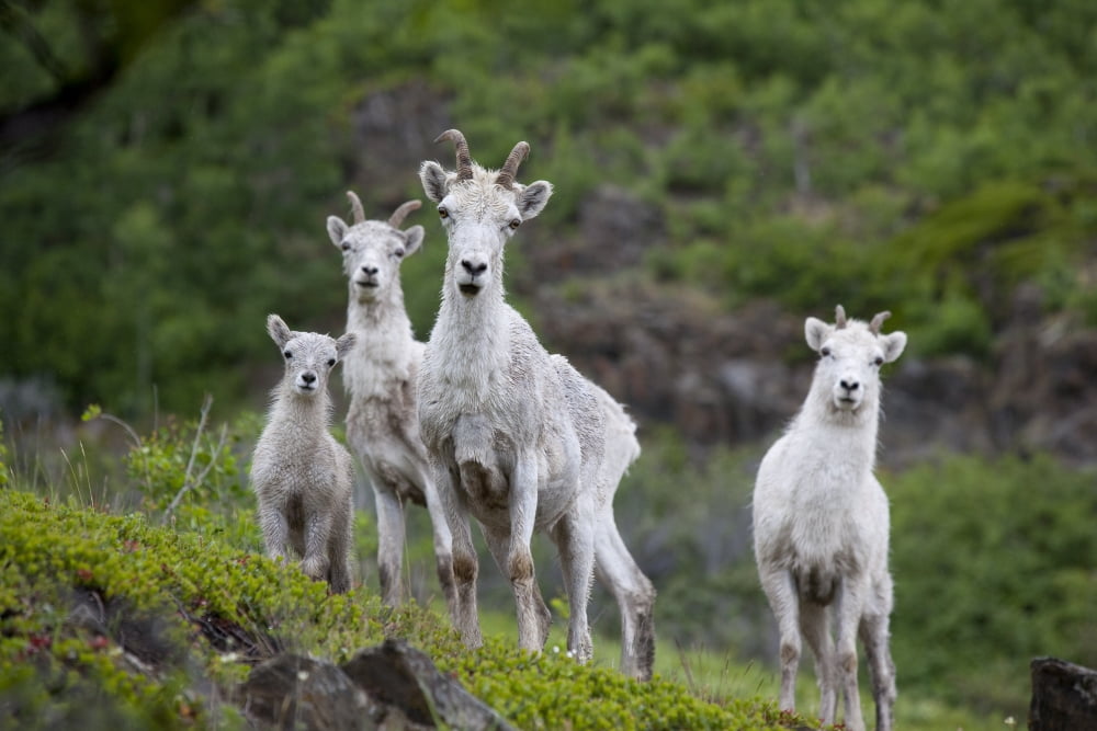 Three Adult Dall Sheep Ewes With One Lamb Chugach Mountains Alaska Canvas Art - Doug Lindstrand Design Pics (17 x 11)