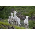 thumbnail image 1 of Three Adult Dall Sheep Ewes With One Lamb  Chugach Mountains  Alaska Poster Print, 1 of 2