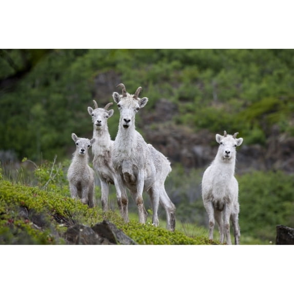 Three Adult Dall Sheep Ewes With One Lamb Chugach Mountains Alaska Poster Print