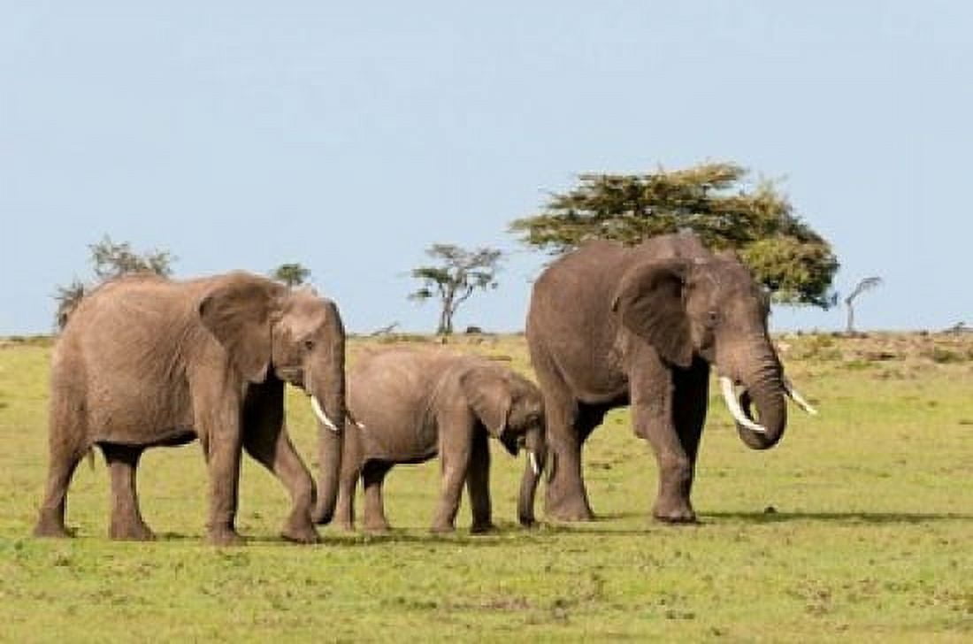 Three African Elephants Maasai Mara Kenya Canvas Art - Sergio Pitamitz DanitaDelimont (24 x 15)