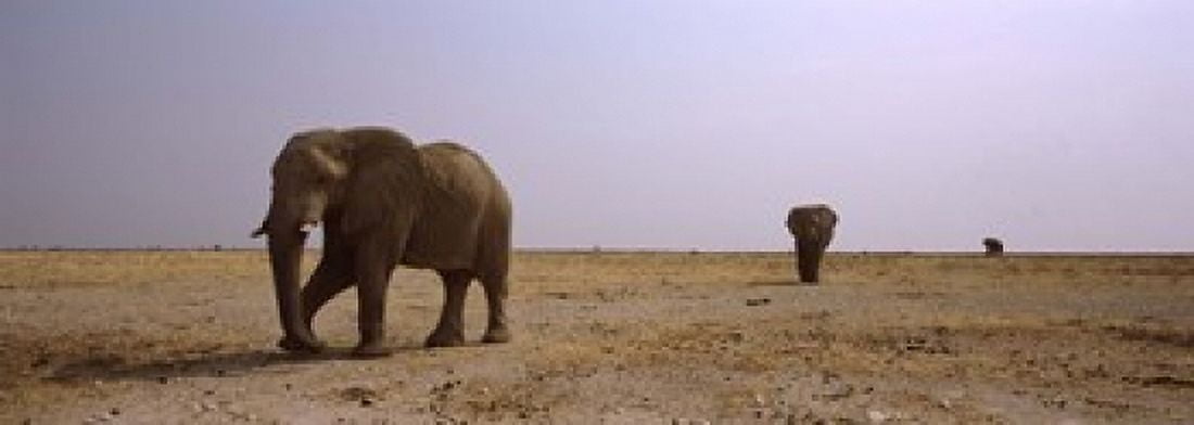 Three African elephants (Loxodonta africana) bulls approaching a waterhole Etosha National Park Kunene Region Namibia Canvas Art - Panoramic Images (18 x 7)