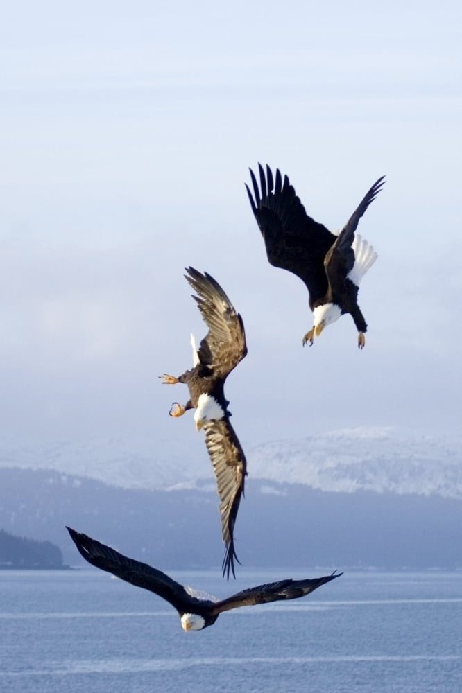 Three Bald Eagles In Mid-Air Conflict Over Kachemak Bay Kenai Mtns & Peninsula Alaska Winter Canvas Art - Don Pitcher Design Pics (11 x 17)