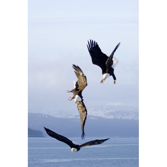 Three Bald Eagles In Mid-Air Conflict Over Kachemak Bay Kenai Mtns & Peninsula Alaska Winter Canvas Art - Don Pitcher Design Pics (22 x 34)