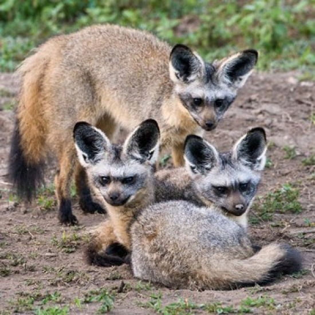 Three Bat-Eared Foxes Tanzania Canvas Art - Ralph H Bendjebar DanitaDelimont (34 x 34)