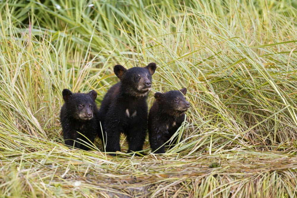 Three Black Bear Cubs Sit On The Grass Covered Shore Of A Creek At Allison Point Valdez Southcentral Alaska Summer Canvas Art - Doug Lindstrand Design Pics (34 x 22)