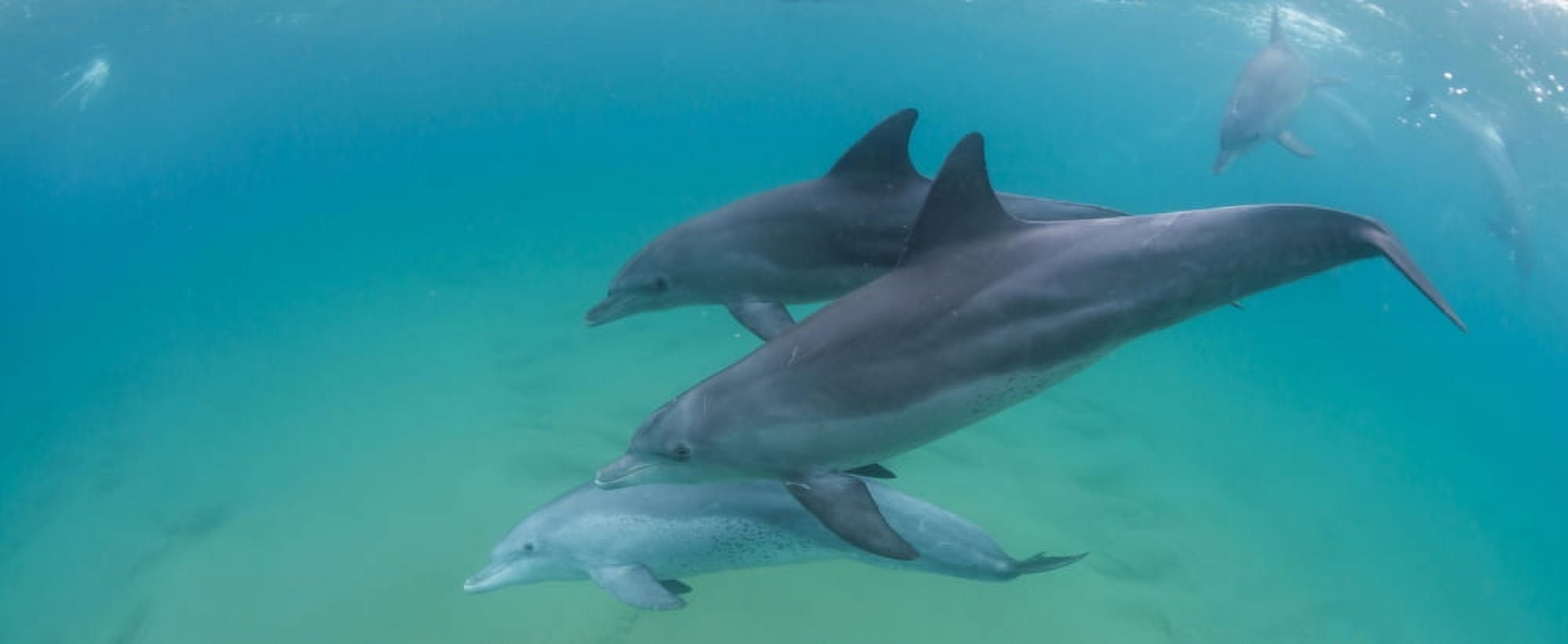 Three Bottle-Nosed Dolphins (Tursiops truncatus) swimming in sea Sodwana Bay South Africa Canvas Art - Panoramic Images (27 x 9)