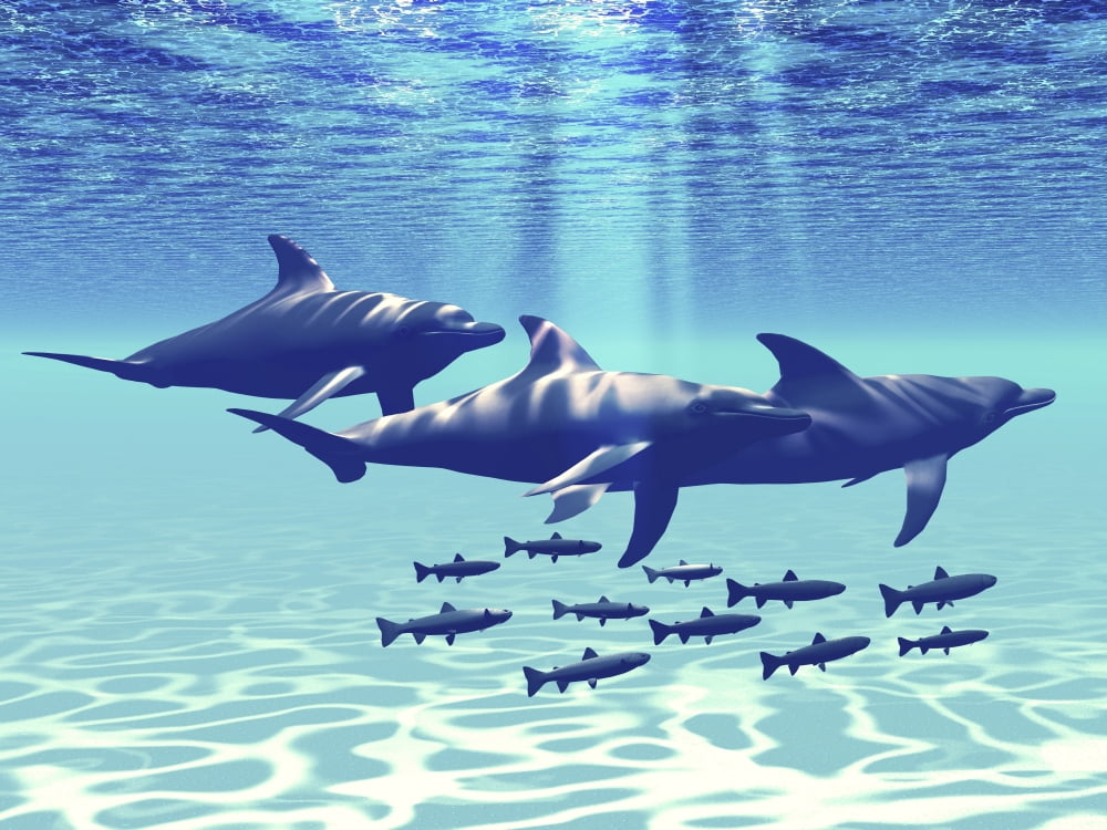 Three Bottlenose Dolphins swim with a group of reef fish Canvas Art - Corey FordStocktrek Images (33 x 25)