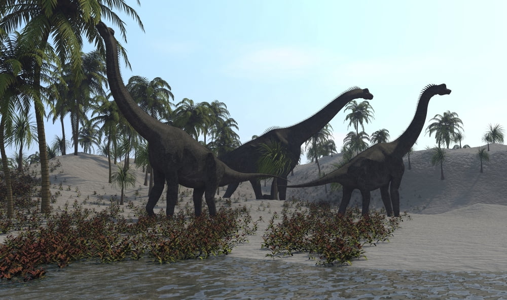 Three Brachiosaurus dinosaurs grazing Canvas Art - Kostyantyn IvanyshenStocktrek Images (19 x 11)