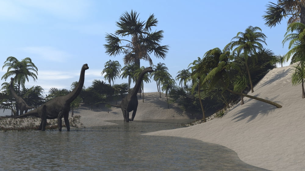 Three Brachiosaurus dinosaurs grazing Canvas Art - Kostyantyn IvanyshenStocktrek Images (19 x 11)