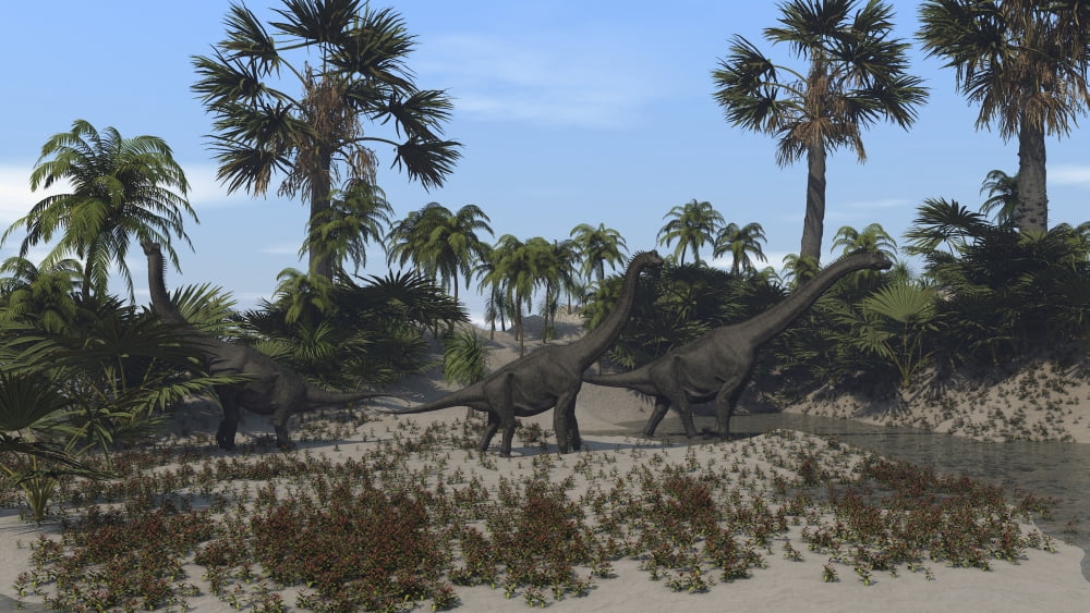 Three Brachiosaurus dinosaurs grazing on vegetation Canvas Art - Kostyantyn IvanyshenStocktrek Images (19 x 11)