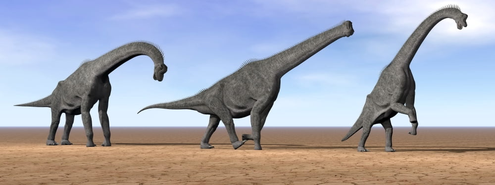 Three Brachiosaurus dinosaurs standing in the desert Canvas Art - Elena DuvernayStocktrek Images (23 x 9)