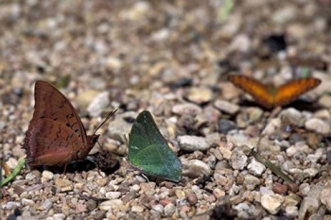 Three Butterflies Gombe National Park Tanzania Canvas Art - Kristin Mosher DanitaDelimont (24 x 15)