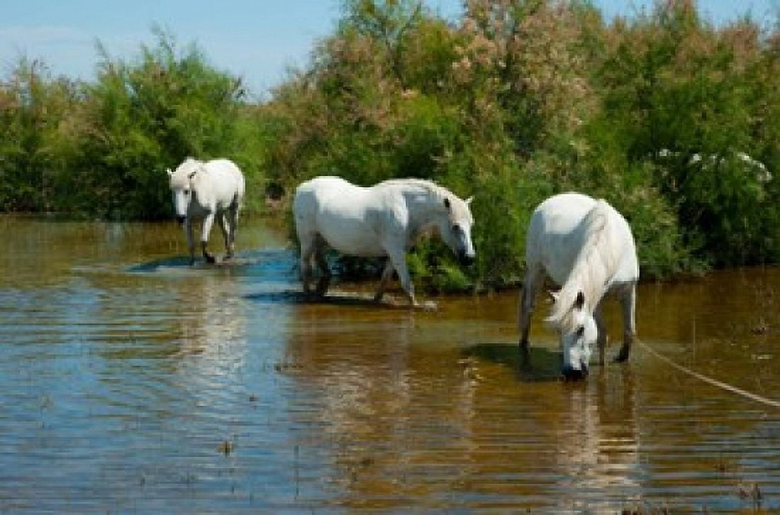 Three Camargue white horses in a lagoon Camargue Saintes-Maries-De-La-Mer Provence-Alpes-Cote dAzur France Canvas Art - Panoramic Images (36 x 24)