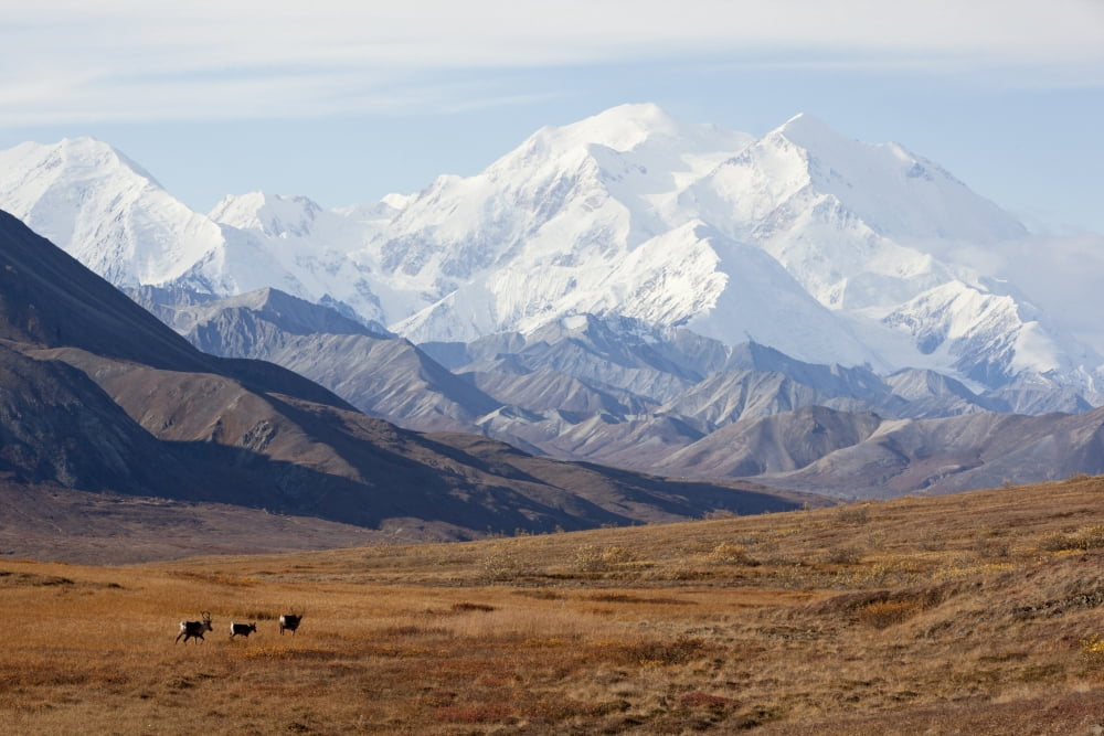 Three Caribou Run Thru The Tundra With Mt Mckinley Looming In The Background Denali National Park And Preserve Interior Alaska Autumn Canvas Art - Doug Lindstrand Design Pics (17 x 11)