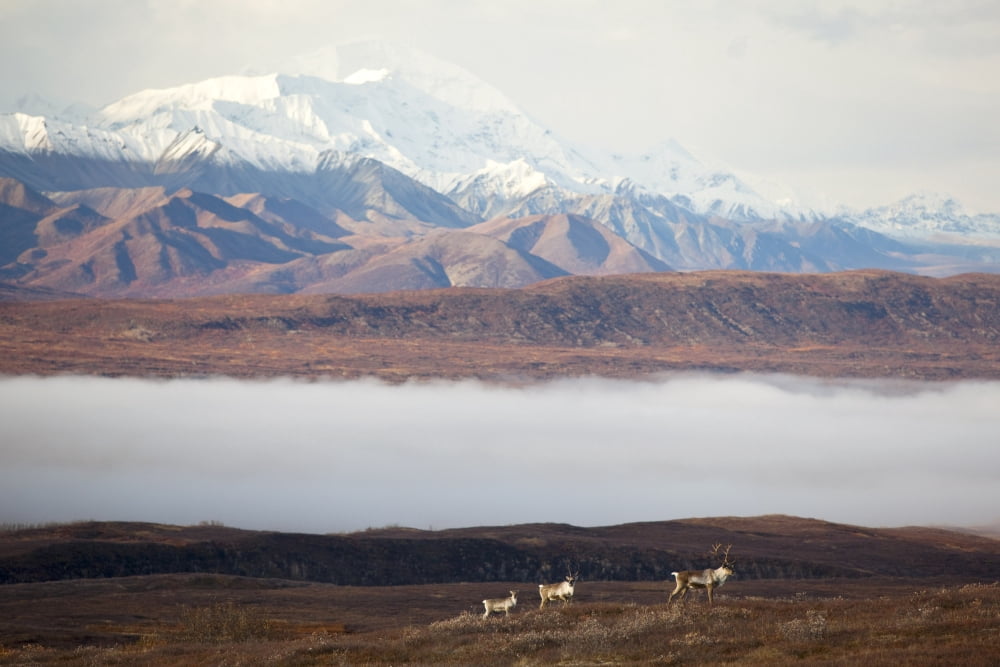 Three Caribou Stand On Ridge In Foreground With Mount Mckinley And A Fog Filled Valley In Background Denali National Park Interior Alaska Canvas Art - Doug Lindstrand Design Pics (34 x 22)