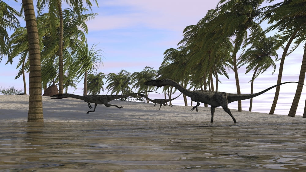 Three Coelophysis running along the shore Canvas Art - Kostyantyn IvanyshenStocktrek Images (38 x 22)